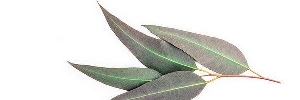 L'huile essentielle d'Eucalyptus Citronné